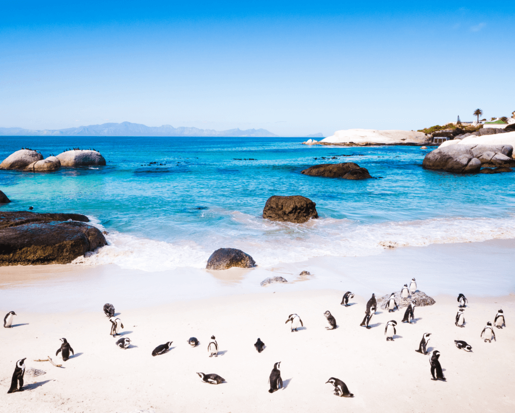 Africa Cape Town Beach Trip Travel Itinerary Concierge