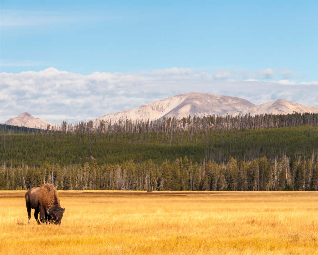 Yellowstone National Park Geyser Park Bison View